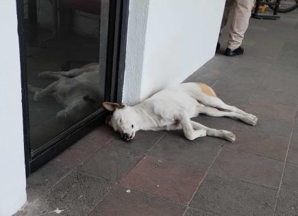 El Cadete, de la calle al gobierno de la capital