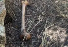 Impactante hallazgo de madres buscadoras de Sonora en Nogales
