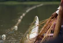 Impacto de la sequía en la pesca sostenible del pirarucú en la Amazonía