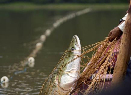 Impacto de la sequía en la pesca sostenible del pirarucú en la Amazonía