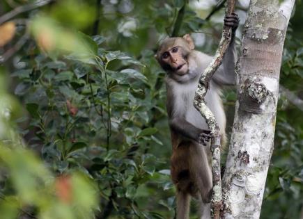 Recuperación exitosa de mono tras fuga en Carolina del Sur