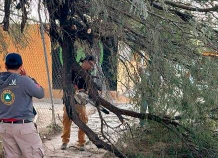 Vientos colapsan ramas de mezquite en el centro de Matehuala