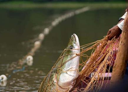 Amenazada la pesca en la Amazonía