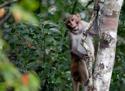 Localizan a hembra de mono que escapó