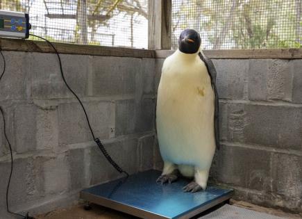 Hallazgo del Pingüino Emperador en Playa Turística de Australia
