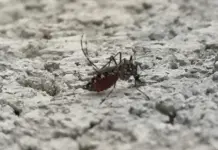 Suman 2 mil 696 casos de dengue en 2024: Ssa