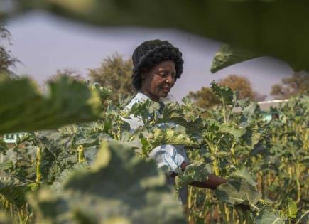 Impacto de la ayuda alimentaria en la resiliencia climática