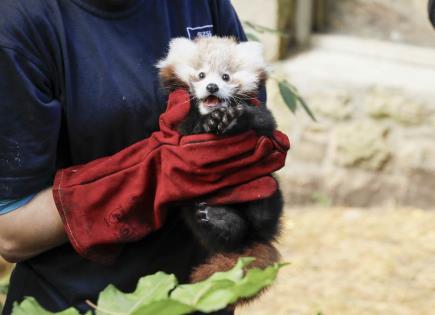 Muerte de un panda rojo en zoológico por fuegos artificiales