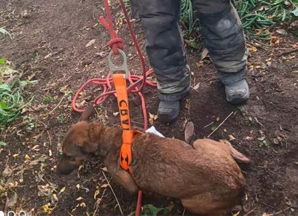 Rescatan los Bomberos mascota que cayó a pozo