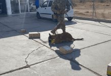 Decomiso de droga en Aeropuerto de La Paz, BCS