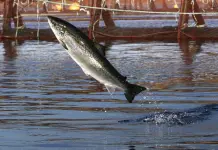 Grupo ambientalista demandará a piscifactoría por contaminación en costa de Maine Grupo ambientalista demandará a piscifactoría por contaminación en costa de Maine