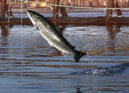 Grupo ambientalista demandará a piscifactoría por contaminación en costa de Maine