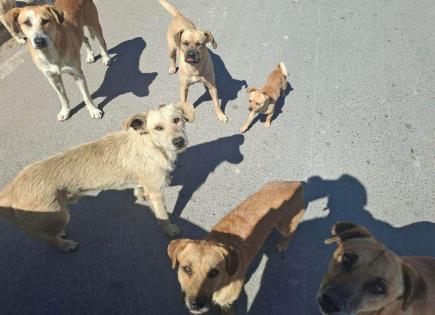 Piden en Villa de Pozos atender problema de perros abandonados