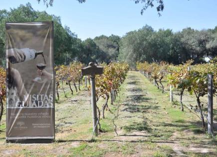 Soledad contará con ruta del vino y la enchilada