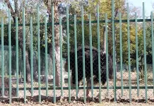 Parques Tangamanga serían zoológicos Parques Tangamanga serían zoológicos
