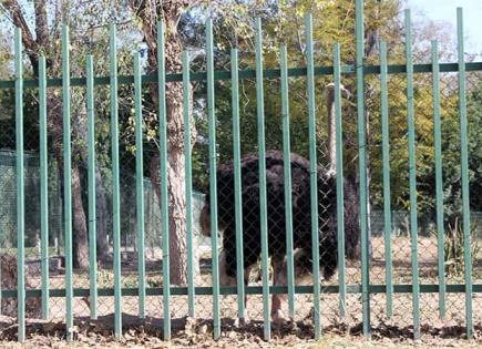 Parques Tangamanga  serían zoológicos