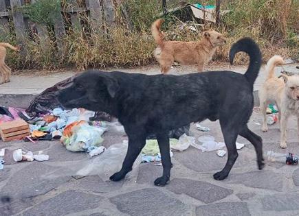 Prolifera los perros callejeros en Pozos