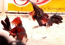 Tragedia en Tepic por Pelea de Gallos