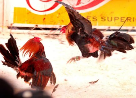 Tragedia en Tepic por Pelea de Gallos