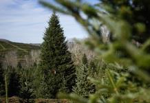 Historia del árbol de Navidad de la Granja Cartner en Carolina del Norte