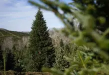 Historia del árbol de Navidad de la Granja Cartner en Carolina del Norte