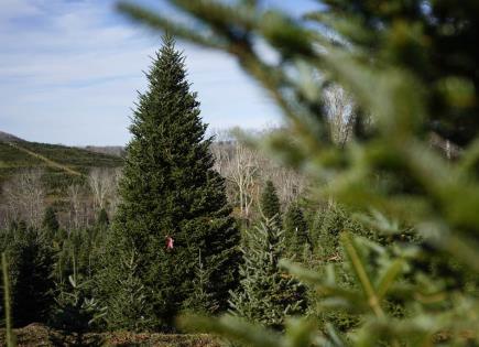 Historia del árbol de Navidad de la Granja Cartner en Carolina del Norte