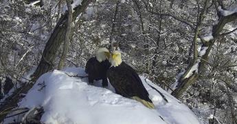 Observa a la Pareja de Águilas en su Hábitat Natural