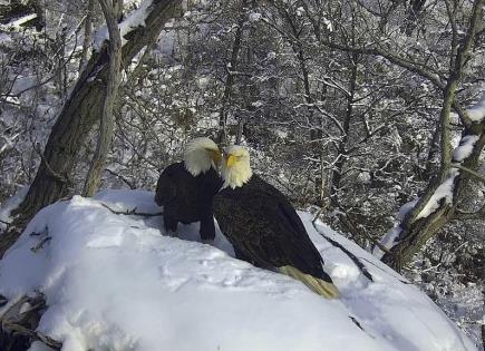 Observa a la Pareja de Águilas en su Hábitat Natural