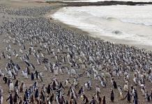 Ganadero condenado por daño a la fauna en reserva de pingüinos