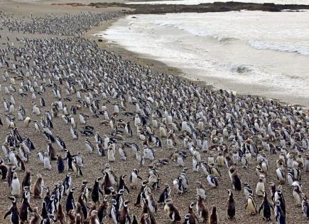 Ganadero condenado por daño a la fauna en reserva de pingüinos