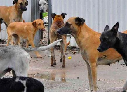 En Los Llanitos demandan una razzia de perros