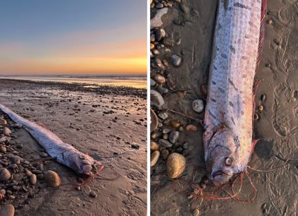 El enigma del pez remo y su impacto en el ecosistema marino