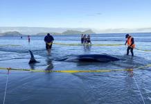 Operativo de Rescate de Ballenas Varadas en Nueva Zelanda