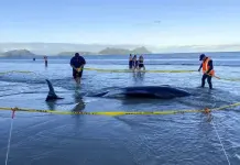 Operativo de Rescate de Ballenas Varadas en Nueva Zelanda