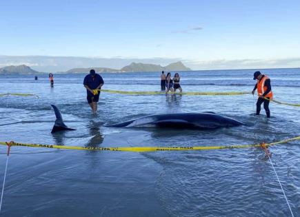 Operativo de Rescate de Ballenas Varadas en Nueva Zelanda