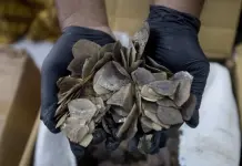 Incautación de escamas de pangolín en Indonesia Incautación de escamas de pangolín en Indonesia