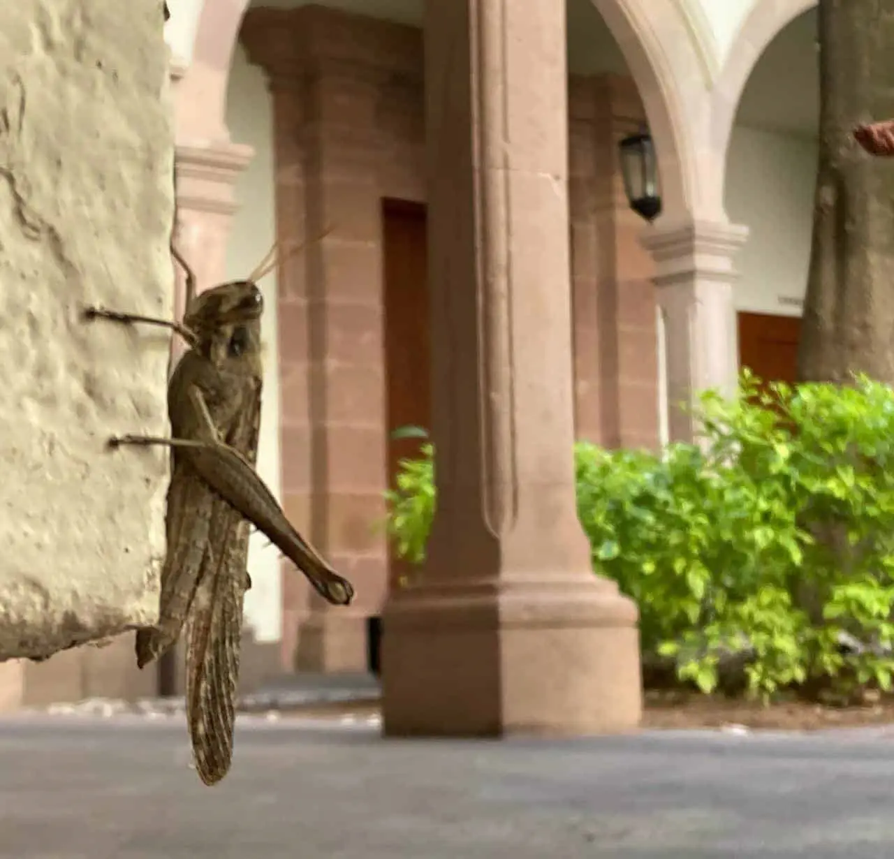 Descubre por qué los chapulines son símbolos de buena suerte