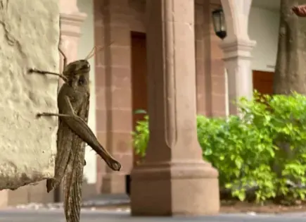 Descubre por qué los chapulines son símbolos de buena suerte