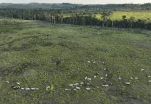 Impacto de la deforestación en Brasil y las protecciones forestales