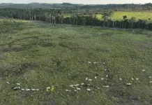 Impacto de la deforestaci&oacute;n en Brasil y las protecciones forestales