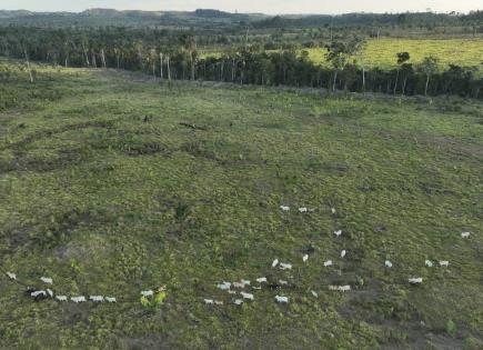 Impacto de la deforestación en Brasil y las protecciones forestales