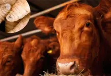 Alerta por Casos de Gusano Barrenador en Chiapas