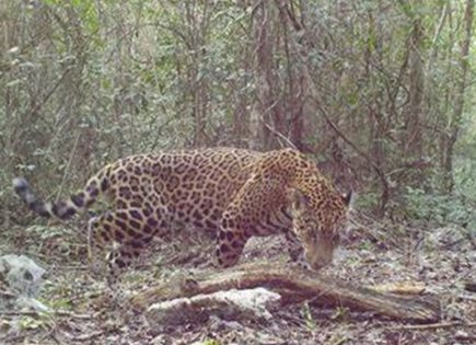 Necesidad de proteger el hábitat del jaguar en Yucatán