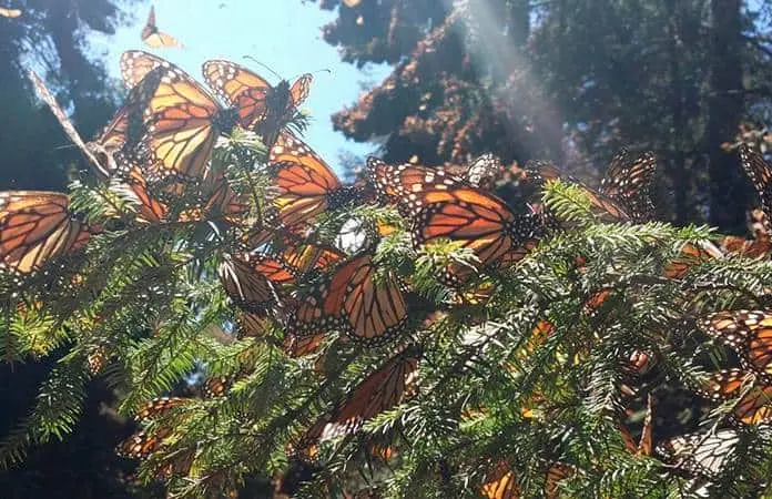 Detenidos 10 hombres por tala ilegal en Reserva Mariposa Monarca