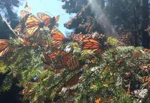 Incendio forestal amenaza santuario de la Mariposa Monarca en Michoacán Incendio forestal amenaza santuario de la Mariposa Monarca en Michoacán
