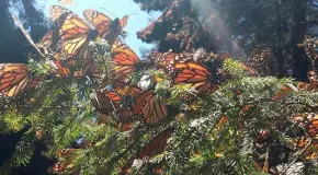 Reportan 64% m&aacute;s mariposas monarcas en M&eacute;xico