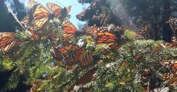 &iquest;Cu&aacute;ndo y en qu&eacute; bosques ver a la Mariposa Monarca este 2026?