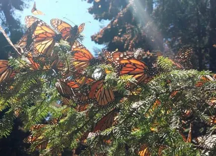 Incendio forestal amenaza santuario de la Mariposa Monarca en Michoacán