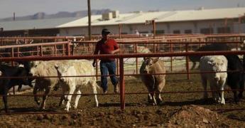 Estados se protegen ante el gusano barrenador