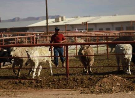 Estados se protegen ante el gusano barrenador